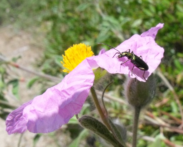 Coleottero su Cistus: probabile  Chrysanthia (Oedemeridae)